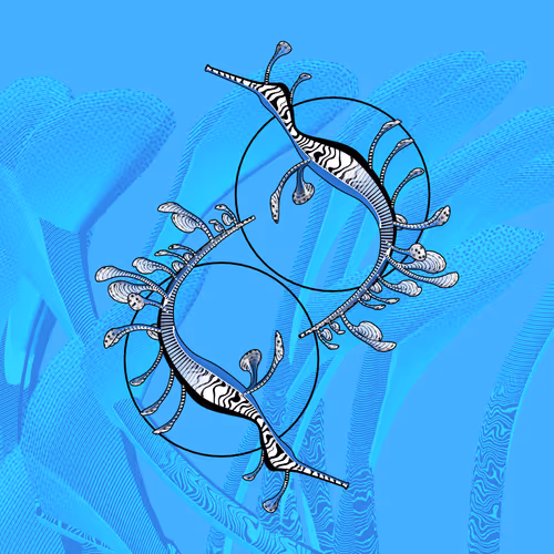 Seadragons By Marcin Ignac