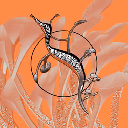 Seadragons #23