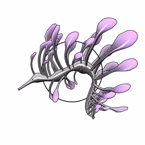 Seadragons #494