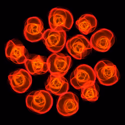 Flowers #3307