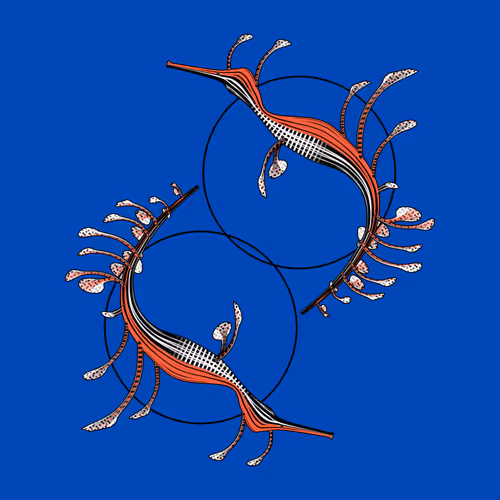 Seadragons By Marcin Ignac