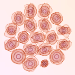 Flowers #3629