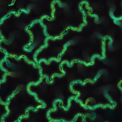 Item #269000071 Media