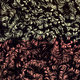 270000062