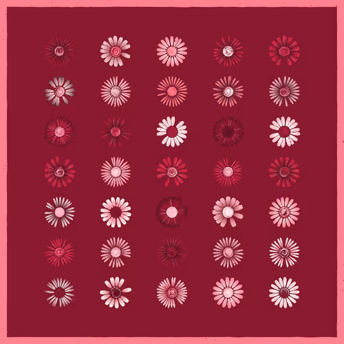 Daisies By Natthakit Susanthitanon Nsmag