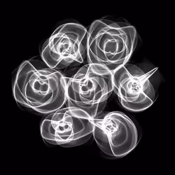 Flowers #6122