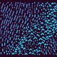 235000257