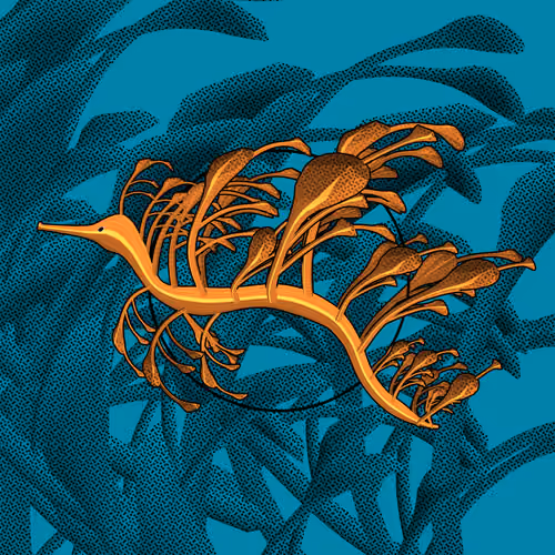 Seadragons #330