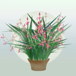 Cattleya #86