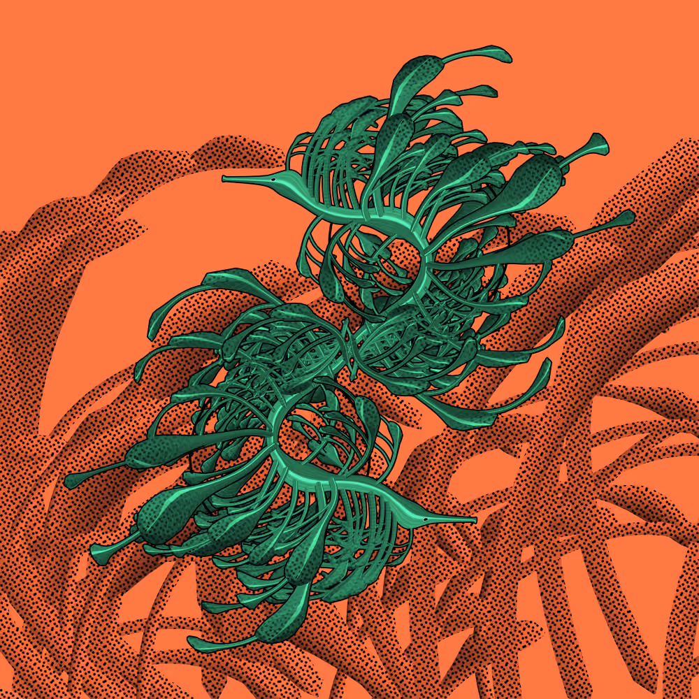 Seadragons #985