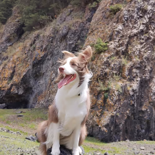 Dogecollie