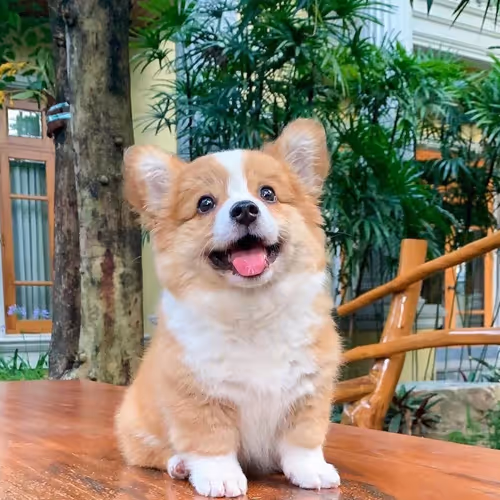 Dogecollie