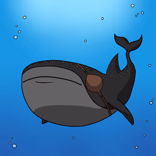 Whale Shark #136