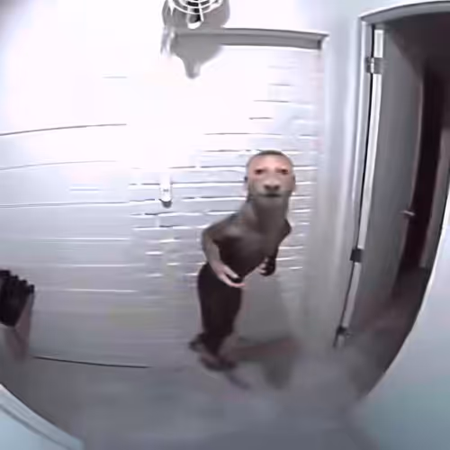 BAD JPEGS