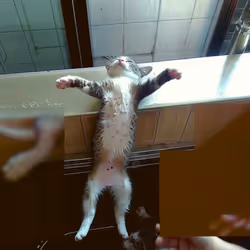 Lazy-Cat