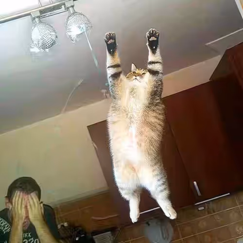 Furry-Jumper