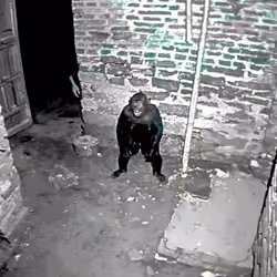 Basement-Creeps