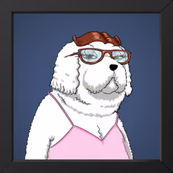 Tabitha Bitte, the Dapper Poodle