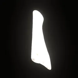 Party Bone #5836