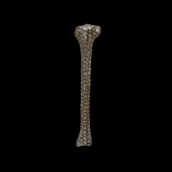 Party Bone #9568