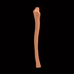 Party Bone #3186