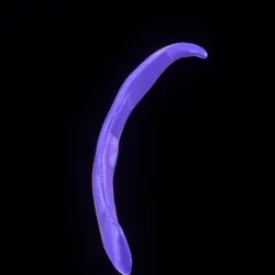 Party Bone #7587