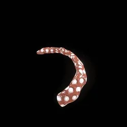 Party Bone #6259