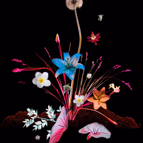 Bloom Pt 1 By Maggie West