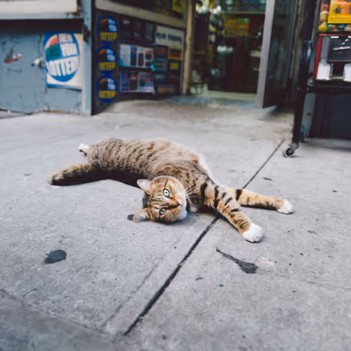 Nyc Wildlife Open Editions By Jeremy Cohen