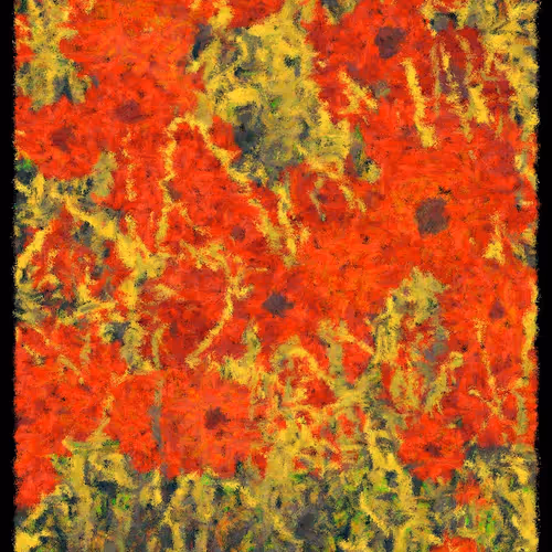 Blooms By Cory Haber