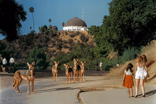 Item #3677332867 Media