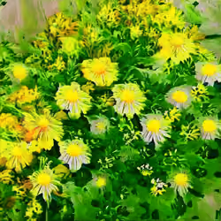 bumble bee