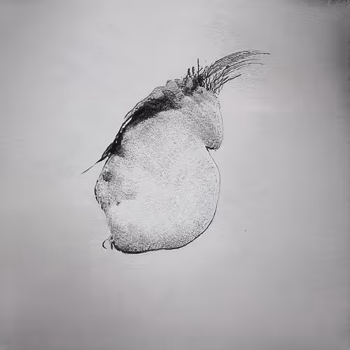 Eponym