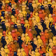 33916