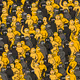 Crowd #9268