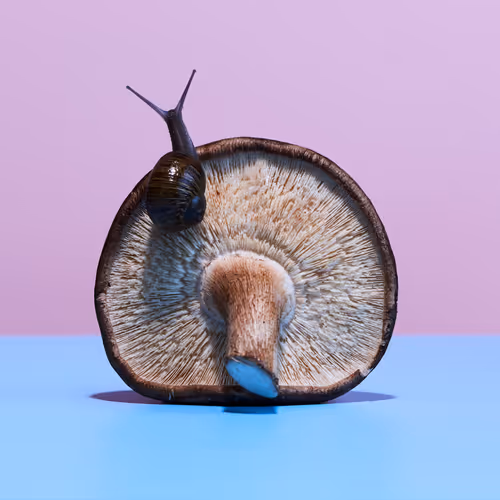 Critters on Magic Mushrooms