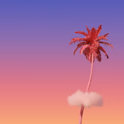 Pinky Palm Sunset Dream