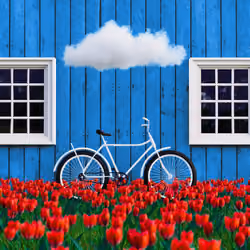 Tulip Dream