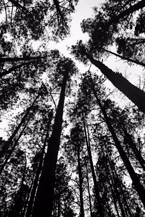 Item #19485001 Media