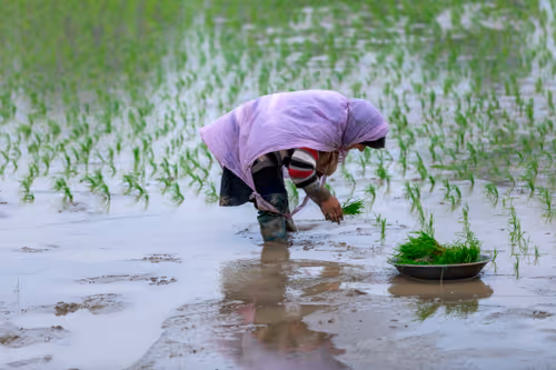 Item #12908000 Media