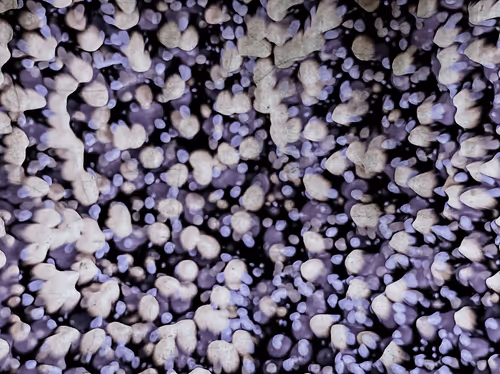 Item #11526008 Media