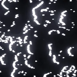 Xylem Coherence