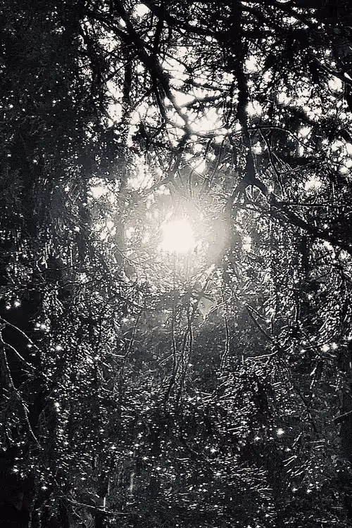 Item #15946006 Media