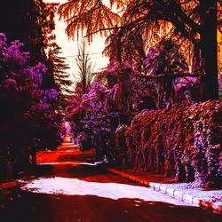 Following the Crimson Purple Red Path of the Old Islanders