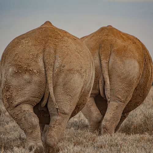 Kifaru (Key-fuh-roo in Swahili) / Rhinoceros