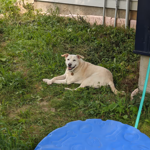 Zora
