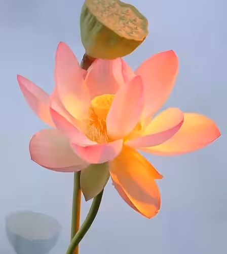 pengjiapin.eth Ethereum Name Service (ENS and .eth domain) PFP