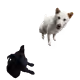 3638