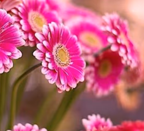 Zora