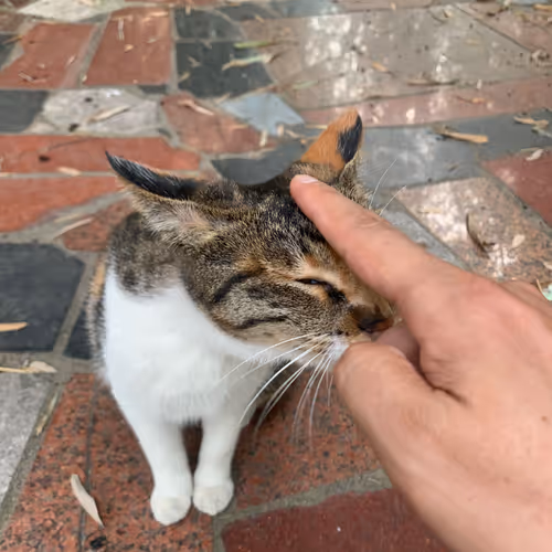 txw.linea.eth Linea Name Service (.linea.eth domains) based on ENS PFP